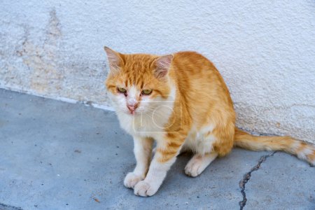Photo for A red and white cat living on the street close up - Royalty Free Image