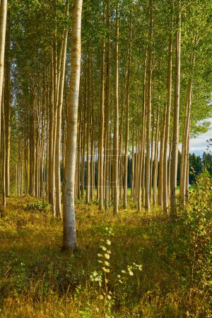 Foto de Árboles en el bosque como fondo natural - Imagen libre de derechos