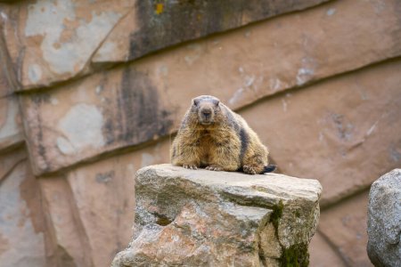 Foto de Marmota o marmota sobre una roca con una roca al fondo - Imagen libre de derechos