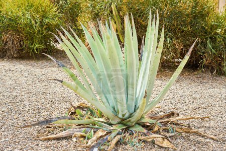 An agave bush growing alone outdoors.