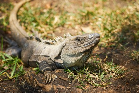 Close-up of an iguana in sunlight.