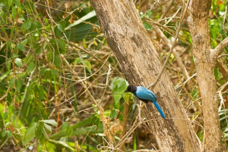 Un pájaro tropical azul en el árbol
