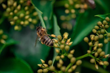 Téléchargez les photos : Une abeille à miel recueille du miel sur une fleur, une abeille sur une fleur jaune gros plan - en image libre de droit