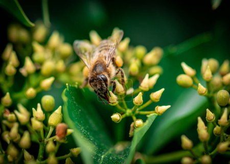 Téléchargez les photos : Une abeille à miel recueille du miel sur une fleur, une abeille sur une fleur jaune gros plan - en image libre de droit