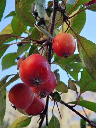 Téléchargez les photos : Pommes rouges mûres sur une branche d'arbre. Petites pommes - en image libre de droit