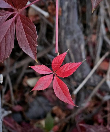 Foto de Hoja de uva silvestre roja otoñal sobre fondo borroso de otoño. hojas rojas y multicolores de plantas trepadoras silvestres - Imagen libre de derechos