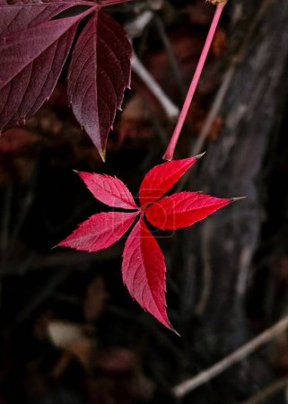 Téléchargez les photos : Feuille de raisin sauvage rouge d'automne sur fond d'automne flou. feuilles rouges et multicolores de vigne sauvage grimpante - en image libre de droit