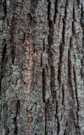 Foto de Olmo textura de madera. Piel de madera. hermosa corteza en un tronco de árbol como textura de fondo. Textura en relieve de la corteza de un árbol de cerca - Imagen libre de derechos