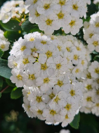 Spiraea thunbergii, weiße Blüten. Ein Bündel Milchkraut in voller Blüte. Hintergrund Textur Blumen Frühling Sommer Natur Urlaub
