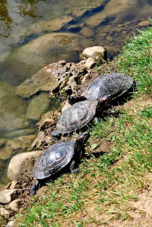 Téléchargez les photos : Tortues à oreilles rouges près du lac. un groupe de tortues près d'un étang sur le rivage - en image libre de droit