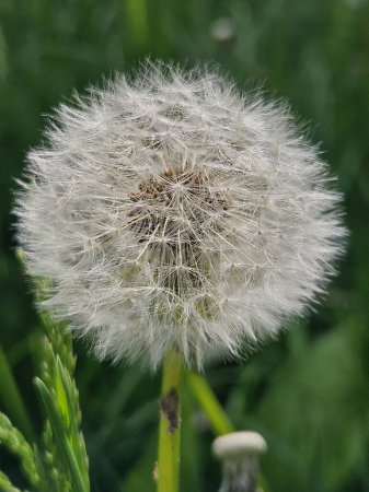 Fleur de pissenlit dans la prairie sur un fond d'herbe verte. Tête de graine de pissenlit, gros plan.