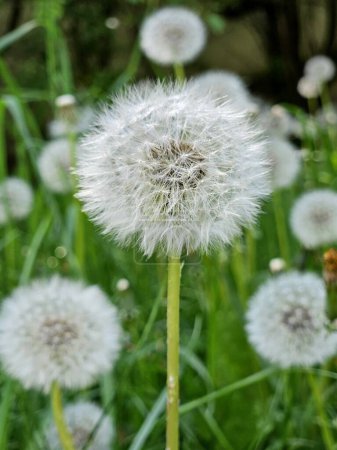 Dandelion flower in the meadow on a background of green grass. Dandelion seed head, close-up.