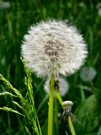 Dandelion flower in the meadow on a background of green grass. Dandelion seed head, close-up.