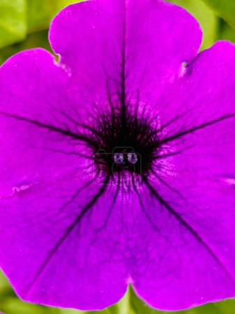 Petunia, scientific name, hybrida Vilm. (purple). close up