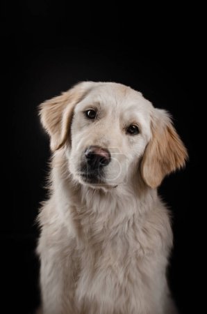 Photo for Golden retriever dog lovely portrait on black background magical light - Royalty Free Image
