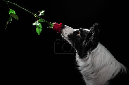 Téléchargez les photos : Border collie dog beautiful portrait on a black background studio photo of a pet - en image libre de droit