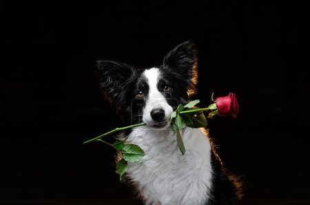 Foto de Borde collie perro hermoso retrato en un fondo negro estudio foto de una mascota - Imagen libre de derechos