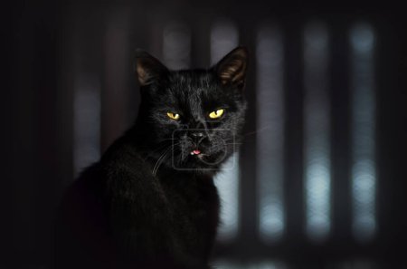 Téléchargez les photos : Black cats magical portrait of pet beautiful light - en image libre de droit
