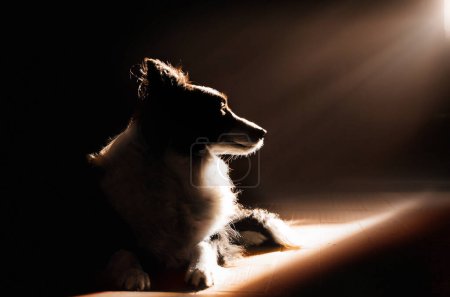 Foto de Frontera collie perro lindo retrato soleado en casa acogedora mascota foto - Imagen libre de derechos