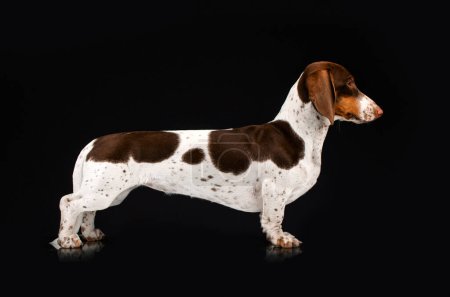 Photo for Dog dachshund peibold lovely portrait on black background - Royalty Free Image