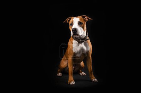 Photo for American staffordshire terrier dog sitting on black background studio photo of pets - Royalty Free Image