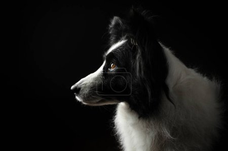 Foto de Borde collie perro hermoso retrato en un fondo negro estudio foto de una mascota - Imagen libre de derechos