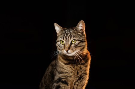 Téléchargez les photos : Portrait d'un chat sur un fond noir studio photo animal mignon - en image libre de droit