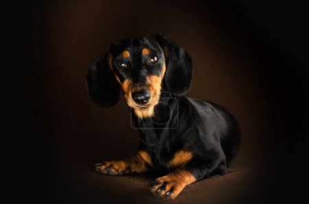Téléchargez les photos : Dachshund chien animal de compagnie portrait sur fond sombre studio photo animaux - en image libre de droit