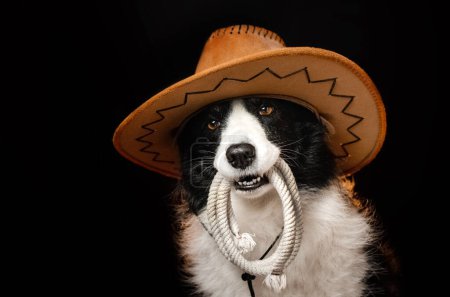 Foto de Collie perro fronterizo en la imagen de una foto de vaquero sobre un fondo negro - Imagen libre de derechos