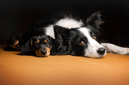 Foto de Dachshund y frontera collie mejores amigos precioso perro retrato - Imagen libre de derechos