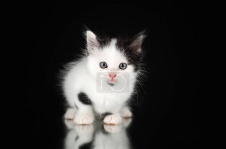 Foto de Cute little kittens studio photo pets lovely portrait on black background - Imagen libre de derechos