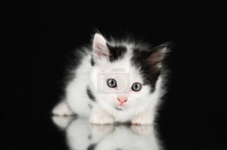 Téléchargez les photos : Cute little kittens studio photo pets lovely portrait on black background - en image libre de droit