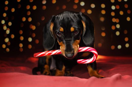 Photo for Dachshund cute puppy magical christmas photo pets - Royalty Free Image