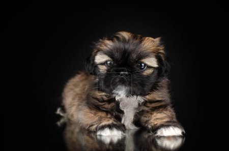 Téléchargez les photos : Cute little shih tzu puppy studio pet photo lovely portrait on black background - en image libre de droit