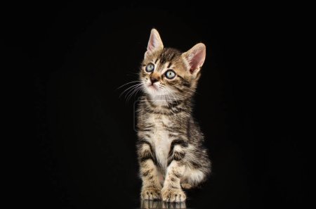 Téléchargez les photos : Mignon petits chatons studio photo animaux de compagnie beau portrait sur fond noir - en image libre de droit