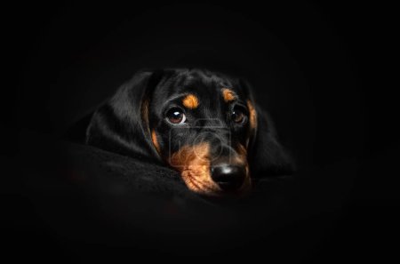 Téléchargez les photos : Dachshund chiot mignon portrait en studio sur fond noir - en image libre de droit