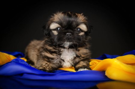 Téléchargez les photos : Cute little shih tzu puppy studio pet photo lovely portrait on black background - en image libre de droit
