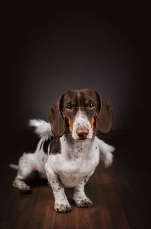 Photo for Piebald dachshund cute home photo of a dog with angel wings - Royalty Free Image