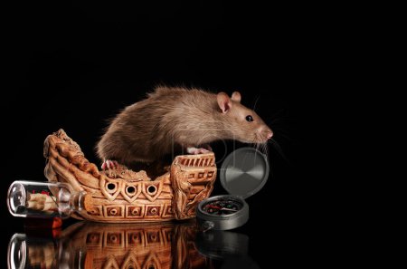 Photo for Decorative rat lovely pet portrait on black background magical light - Royalty Free Image