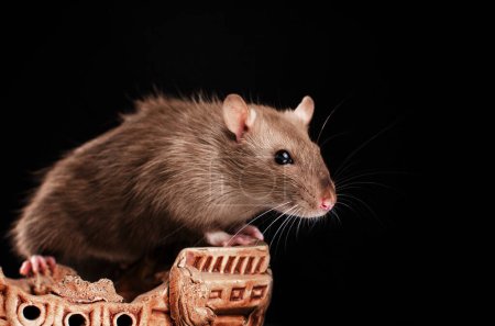 Téléchargez les photos : Rat décoratif beau portrait animal de compagnie sur fond noir lumière magique - en image libre de droit