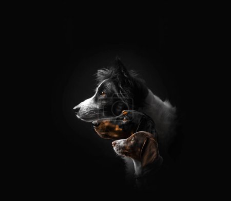 Foto de Retrato de perros en una foto de fondo negro en el estudio dachshund y border collie - Imagen libre de derechos