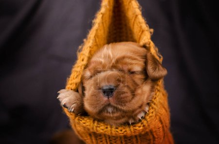Foto de Inglés cocker spaniel cachorro recién nacido sesión de fotos lindo retrato de mascotas - Imagen libre de derechos