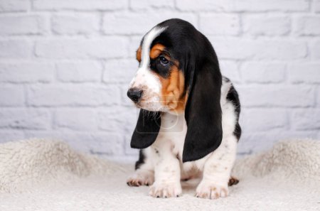 Téléchargez les photos : Basset hound cute puppies photo shoot pet studio photography - en image libre de droit