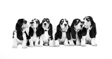 Foto de Basset hound cute puppies photo shoot pet studio photography - Imagen libre de derechos