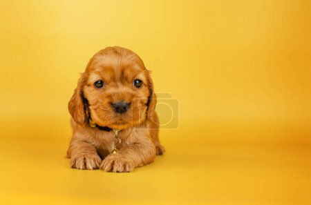 Foto de English cocker spaniel dog photo session of bright cute puppies on a yellow background pet portraits - Imagen libre de derechos