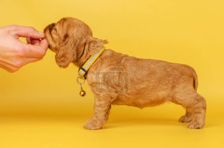 Téléchargez les photos : English cocker spaniel dog photo session of bright cute puppies on a yellow background pet portraits - en image libre de droit