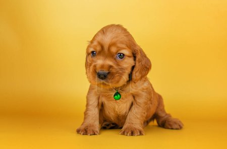 Photo for English cocker spaniel dog photo session of bright cute puppies on a yellow background pet portraits - Royalty Free Image