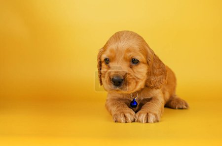 Foto de Inglés cocker spaniel perro foto sesión de brillante lindo cachorros en un fondo amarillo mascota retratos - Imagen libre de derechos