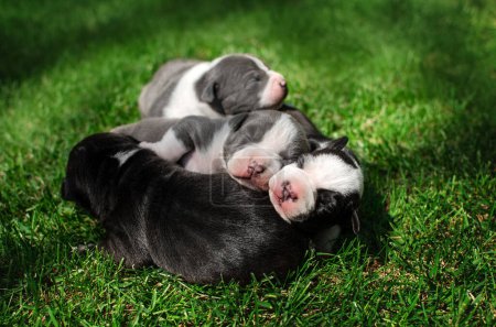 Téléchargez les photos : Cute photo of american staffordshire terrier puppies summer pet portraits - en image libre de droit
