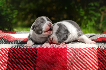 Foto de Linda foto de staffordshire americano terrier cachorros retratos de mascotas de verano - Imagen libre de derechos